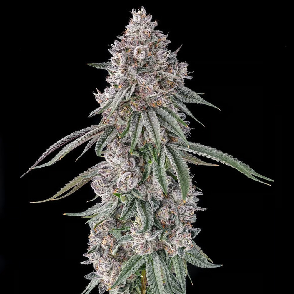 Lemon-Chain-Lemon-Gello-x-Mellowz-8-3-u-Fem-Compound-Genetics.jpg Lemon Chain : Lemon Gello x Mellowz #8 - Fem Compound Genetics - immagine 1