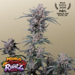 Mango Cherry Runtz Auto femmina FastBuds Seeds