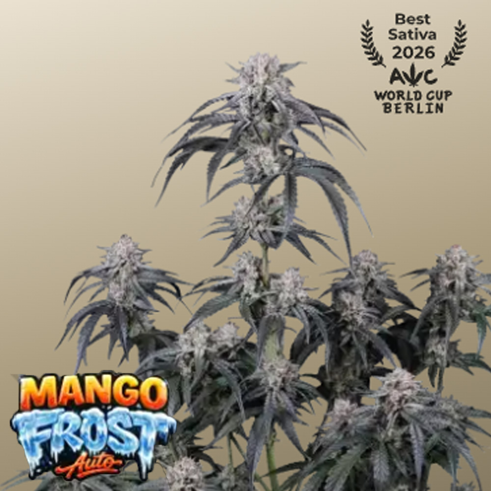 Mango-Frost-Auto-1-u-fem-FastBuds-Seeds.jpg Mango Frost Auto femmina FastBuds Seeds - immagine 1