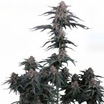 Mendo Cherry Cookies Auto femmina FastBuds Seeds