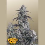 Pineapple OG Auto femmina FastBuds Seeds