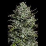 Redemption Indica femminizzate Humboldt Seeds Company x Bob Marley