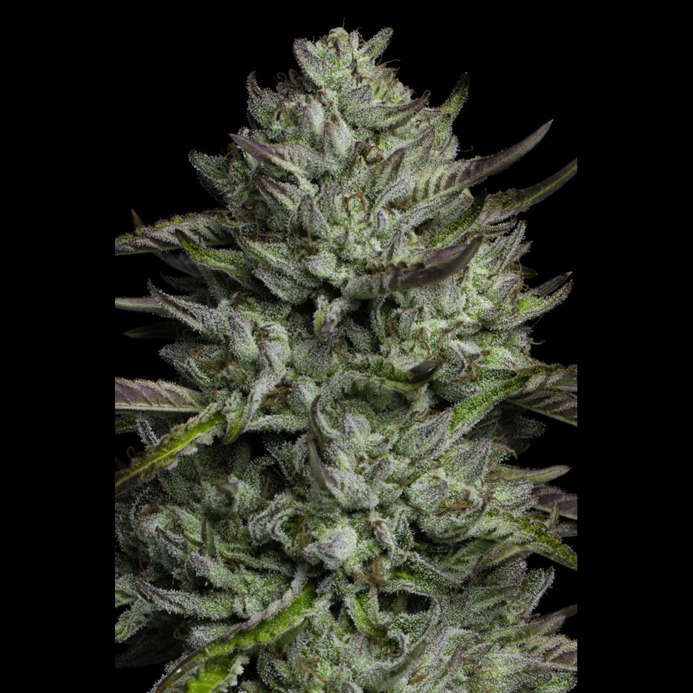 Redemption-Indica-3-u-fem-Humboldt-Seeds-Company-x-Bob-Marley.jpg Redemption Indica femminizzate Humboldt Seeds Company x Bob Marley - immagine 1