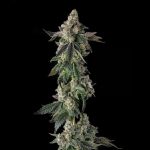 Wokstar : Egg Roll x Mellowz #8 - Fem Compound Genetics