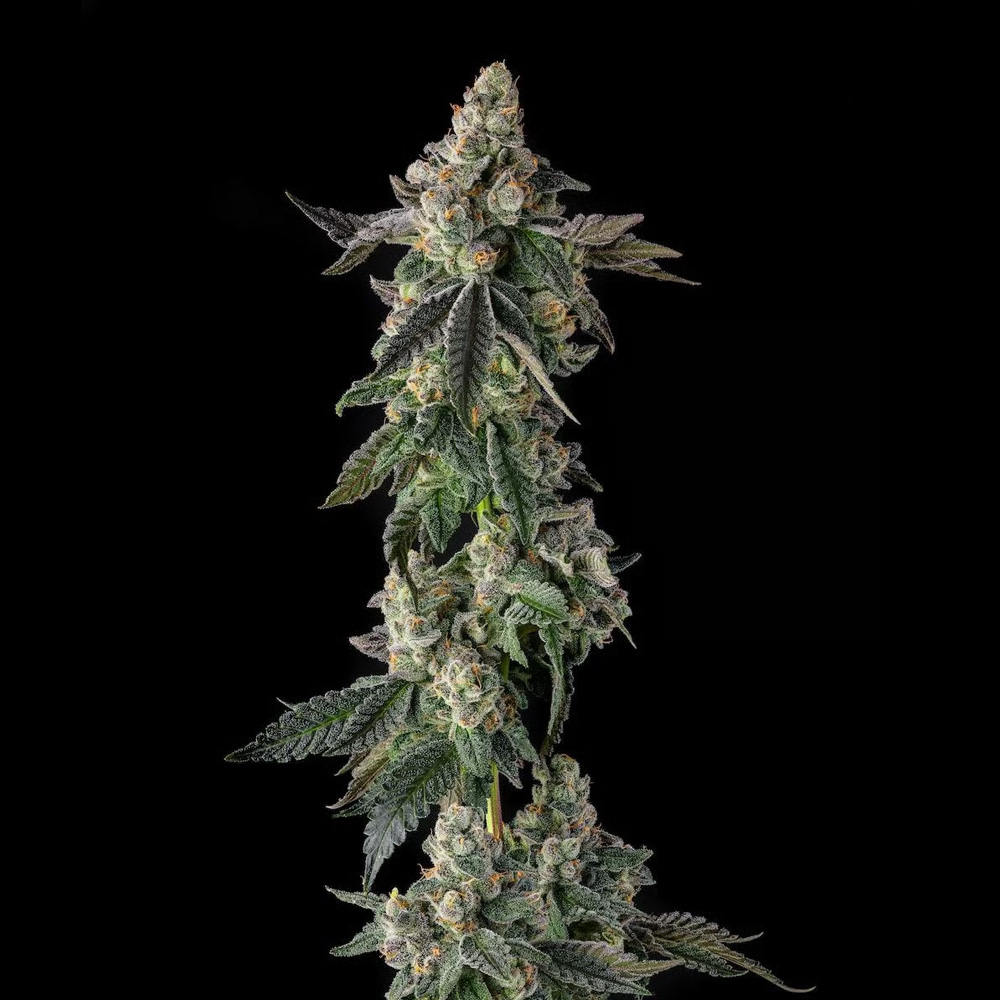 Wokstar-Egg-Roll-x-Mellowz-8-3-u-Fem-Compound-Genetics.jpg Wokstar : Egg Roll x Mellowz #8 - Fem Compound Genetics - immagine 1