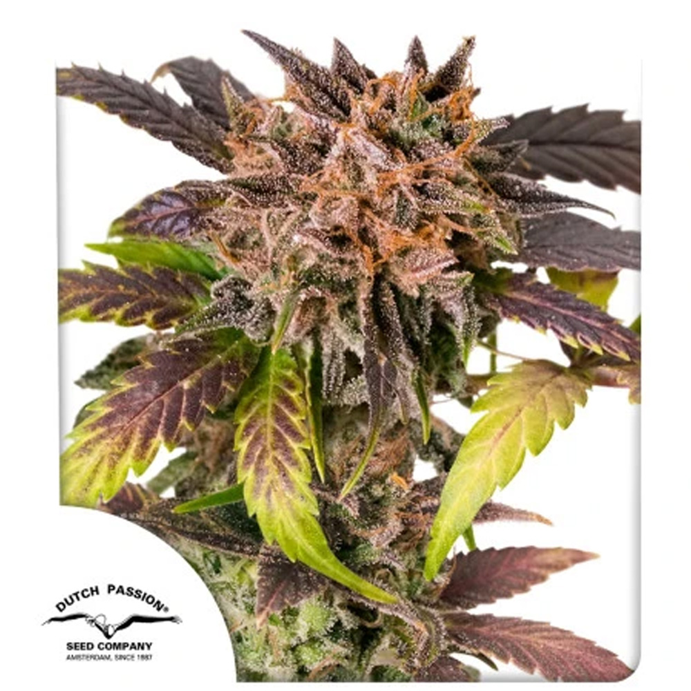 Auto-GrapefruitZ-1-u-fem-Dutch-Passion.jpg Auto GrapefruitZ femmina Dutch Passion - immagine 1