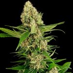 Midwest CBD Triploide 5 semi femminizzati triploidi