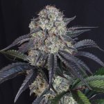 Sundae Frost Auto femmina FastBuds Seeds
